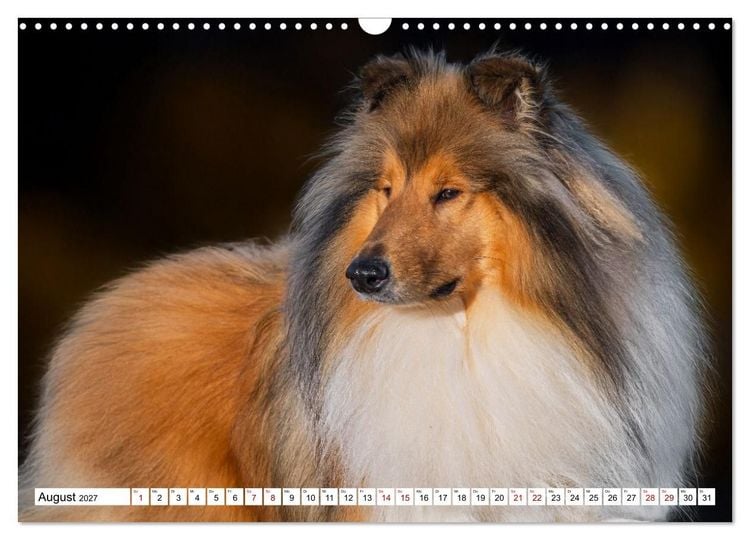 Produktbild: Traumhund Collie - Mein bester Freund (Wandkalender 2027 DIN A3 quer), CALVENDO Monatskalender