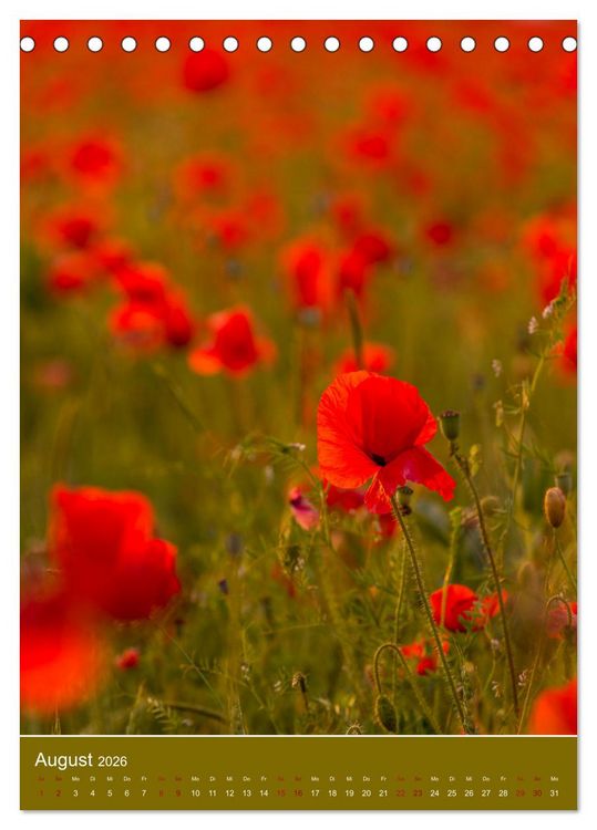 Produktbild: Mohnblumen - kraftvoll und zart (Tischkalender 2026 DIN A5 hoch), CALVENDO Monatskalender