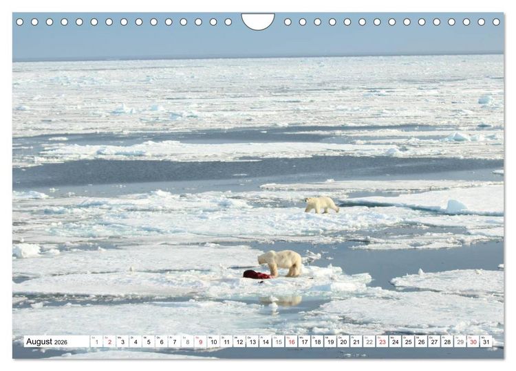 Produktbild: Eisb&auml;ren - K&ouml;nige der Arktis (Wandkalender 2026 DIN A4 quer), CALVENDO Monatskalender