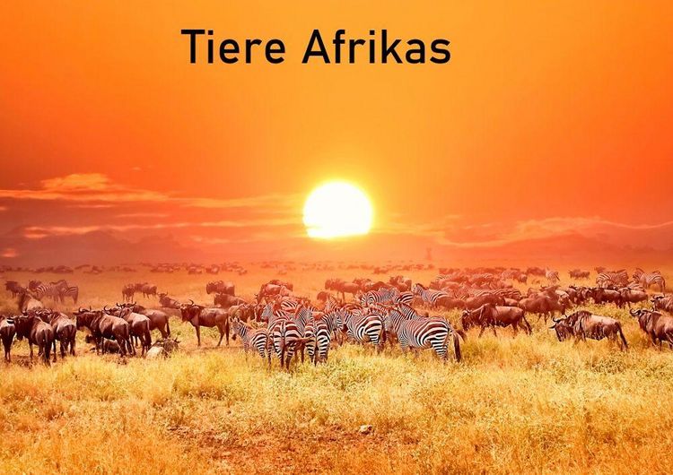 Produktbild: Tiere Afrikas