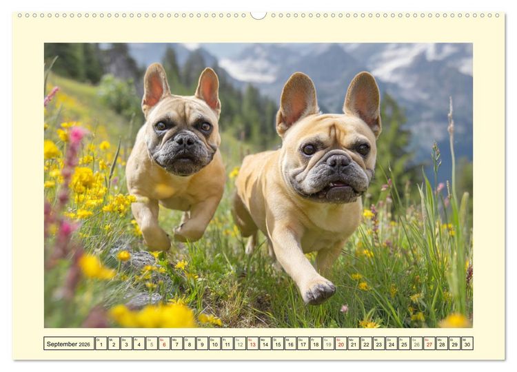 Produktbild: Fledermaus Alarm. Franz&ouml;siche Bulldoggen in der Natur (hochwertiger Premium Wandkalender 2026 DIN A2 quer), Kunstdruck in Hochglanz