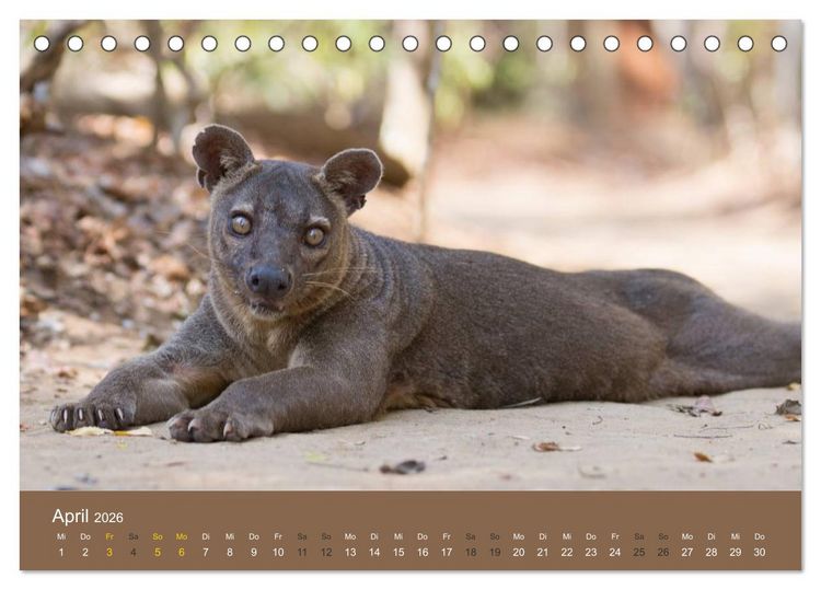 Produktbild: Madagaskars wundersame Tierwelt (Tischkalender 2026 DIN A5 quer), CALVENDO Monatskalender