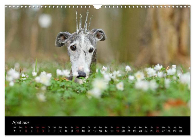 Produktbild: Der Windhundekalender (Wandkalender 2026 DIN A3 quer), CALVENDO Monatskalender