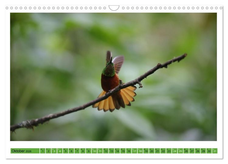 Produktbild: Kolibris; Anmut, Sch&ouml;nheit, Farben (Wandkalender 2026 DIN A3 quer), CALVENDO Monatskalender
