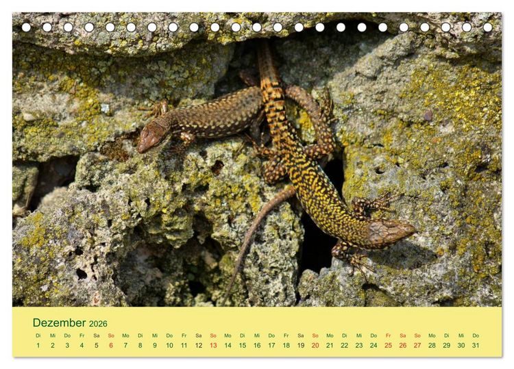 Produktbild: Flinke Eidechsen (Tischkalender 2026 DIN A5 quer), CALVENDO Monatskalender