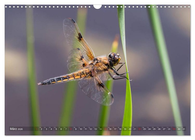 Produktbild: Libellen - Fliegende Edelsteine (Wandkalender 2026 DIN A3 quer), CALVENDO Monatskalender