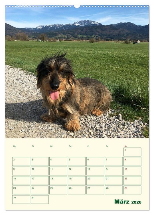 Produktbild: Schorschi &ndash; Ein Jahr mit dem bayrischen Rauhhaardackel (hochwertiger Premium Wandkalender 2026 DIN A2 hoch), Kunstdruck in Hochglanz