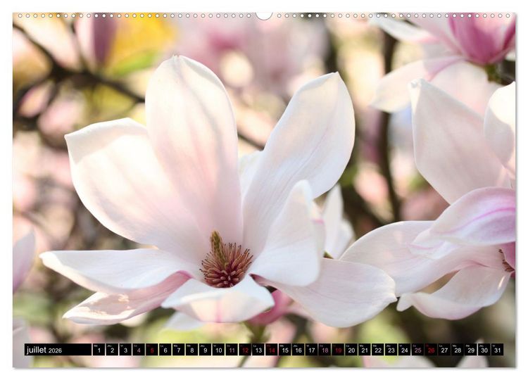Produktbild: Magnolias en fleur (Calendrier mural 2026 DIN A2 vertical), CALVENDO calendrier mensuel