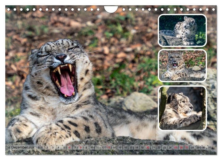 Produktbild: Raubkatzen - gro&szlig; & klein (Wandkalender 2026 DIN A4 quer), CALVENDO Monatskalender