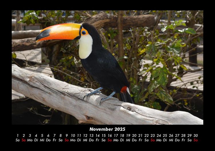 Produktbild: Vogelparadies 2025 Fotokalender DIN A3