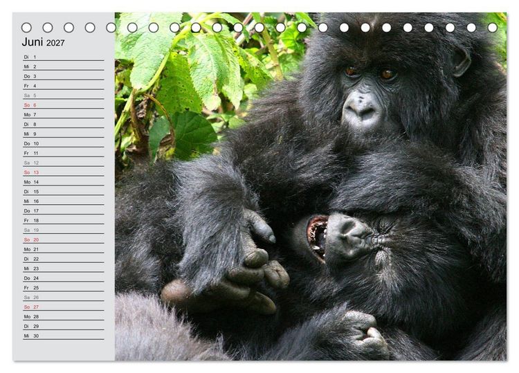 Produktbild: Berggorillas - die sanften Riesen (Tischkalender 2027 DIN A5 quer), CALVENDO Monatskalender