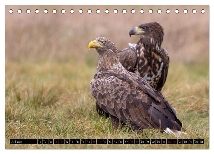Produktbild: Seeadler in Polen (Tischkalender 2026 DIN A5 quer), CALVENDO Monatskalender