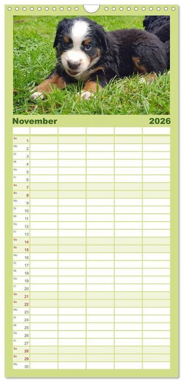 Produktbild: Familienplaner 2026 - Rasselbande mit 40 Pfoten mit 5 Spalten (Wandkalender, 21 x 45 cm) CALVENDO