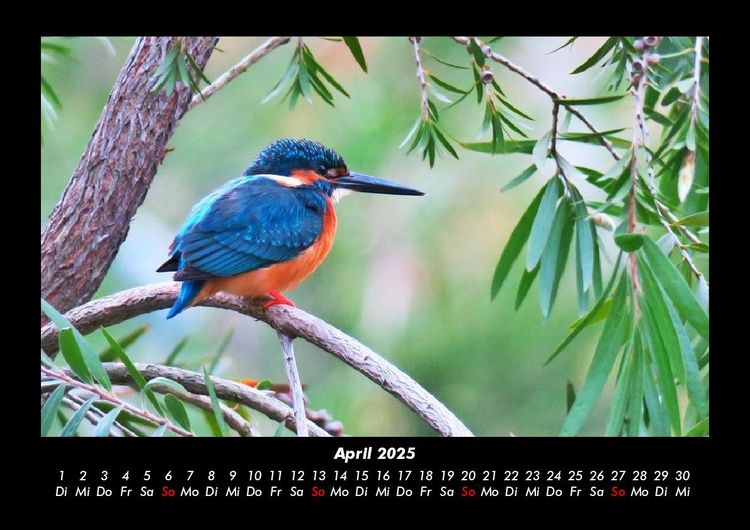 Produktbild: Vogelparadies 2025 Fotokalender DIN A3