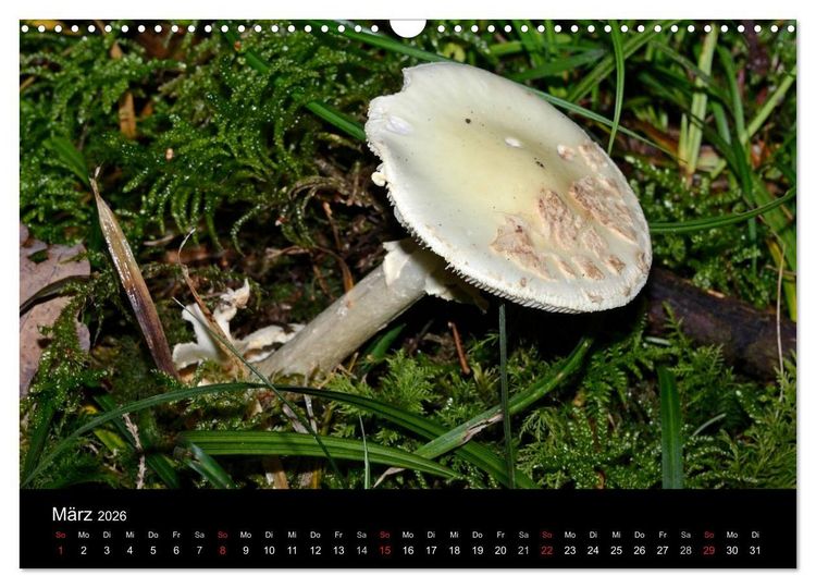 Produktbild: Pilze, Pilze (Wandkalender 2026 DIN A3 quer), CALVENDO Monatskalender