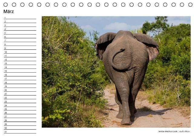 Produktbild: begegnungen - elefanten im s&uuml;dlichen afrika (Tischkalender immerw&auml;hrend DIN A5 quer)