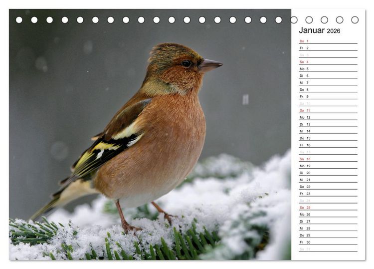 Produktbild: Unsere heimischen Gartenv&ouml;gel (Tischkalender 2026 DIN A5 quer), CALVENDO Monatskalender
