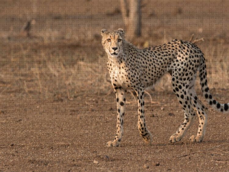 Produktbild: CALVENDO Puzzle Gepard, S&uuml;dafrika 2017 | 1000 Teile Lege-Gr&ouml;&szlig;e 64x48cm Foto-Puzzle f&uuml;r gl&uuml;ckliche Stunden