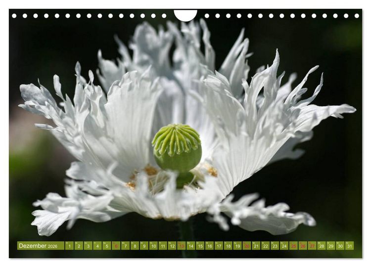 Produktbild: Mohn Tage (Wandkalender 2026 DIN A4 quer), CALVENDO Monatskalender