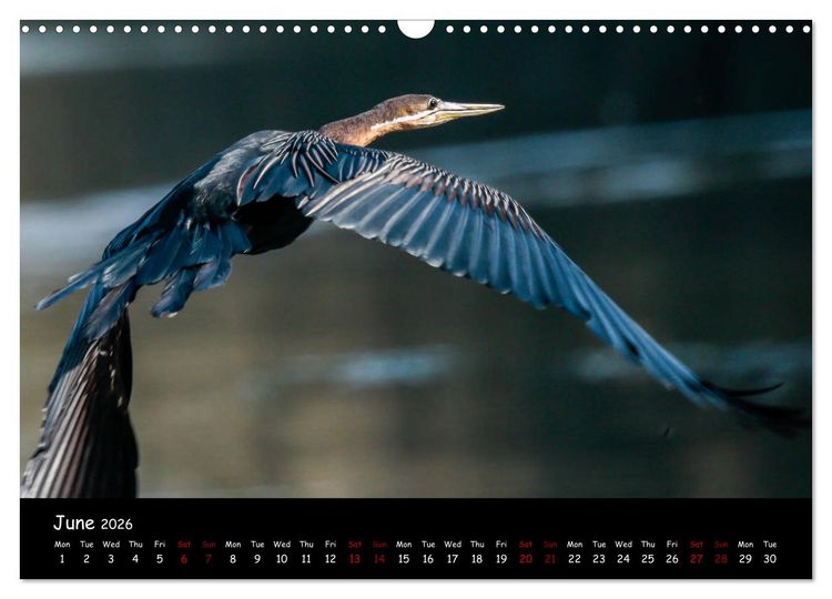 Produktbild: Birds of South Africa (Wall Calendar 2026 DIN A3 landscape), CALVENDO 12 Month Wall Calendar