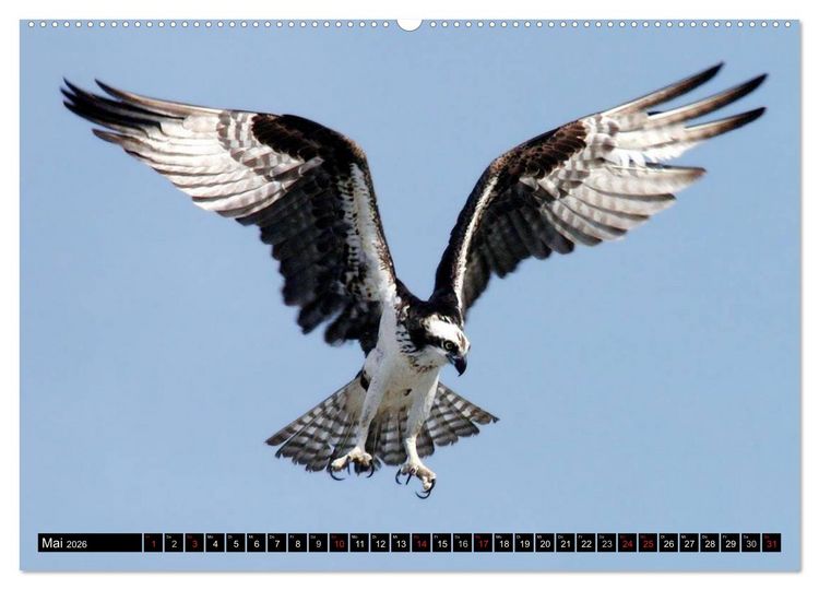 Produktbild: Adler und Greife - K&ouml;nige des Himmels (hochwertiger Premium Wandkalender 2026 DIN A2 quer), Kunstdruck in Hochglanz