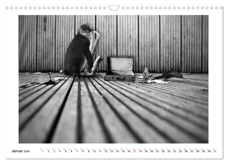 Produktbild: Pinguine privat (Wandkalender 2026 DIN A3 quer), CALVENDO Monatskalender