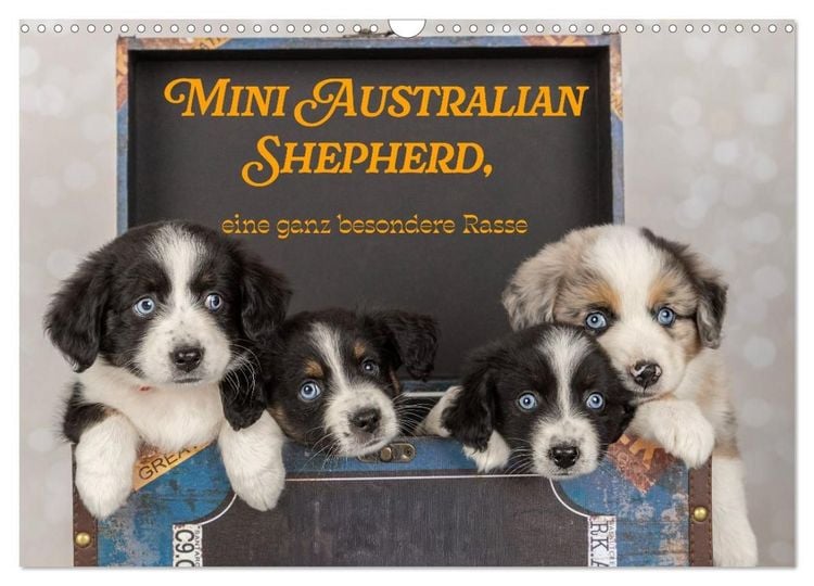 Produktbild: Mini Australian Shepherd, eine ganz besondere Rasse (Wandkalender 2027 DIN A3 quer), CALVENDO Monatskalender