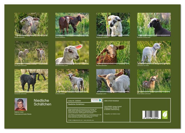 Produktbild: Niedliche Sch&auml;fchen (Wandkalender 2026 DIN A3 quer), CALVENDO Monatskalender