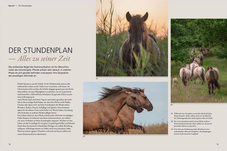 Produktbild: Im Gespr&auml;ch mit wilden Pferden