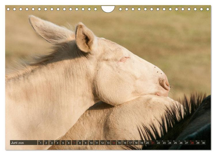 Produktbild: Liebenswerte Langohren - Die Sch&ouml;nheit der Esel (Wandkalender 2026 DIN A4 quer), CALVENDO Monatskalender
