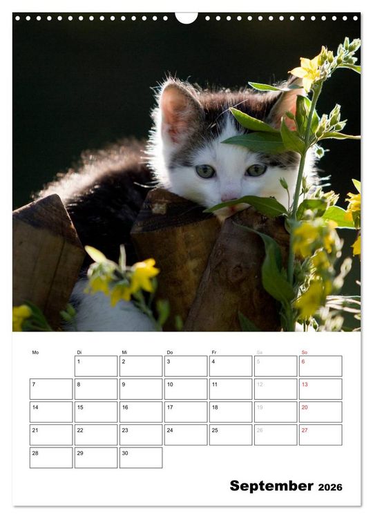 Produktbild: Katzenkinder - Impressionen (Wandkalender 2026 DIN A3 hoch), CALVENDO Monatskalender