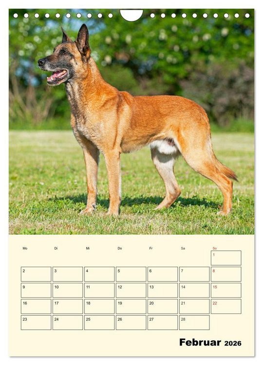 Produktbild: Familienplaner Tausendsassa Malinois (Wandkalender 2026 DIN A4 hoch), CALVENDO Monatskalender