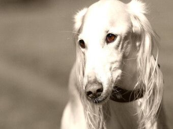 Produktbild: CALVENDO Puzzle Saluki | 1000 Teile Lege-Gr&ouml;&szlig;e 64x48cm Foto-Puzzle f&uuml;r gl&uuml;ckliche Stunden