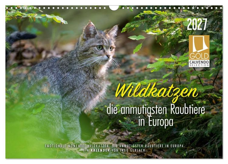 Produktbild: Wildkatzen - die anmutigsten Raubiere in Europa. (Wandkalender 2027 DIN A3 quer), CALVENDO Monatskalender