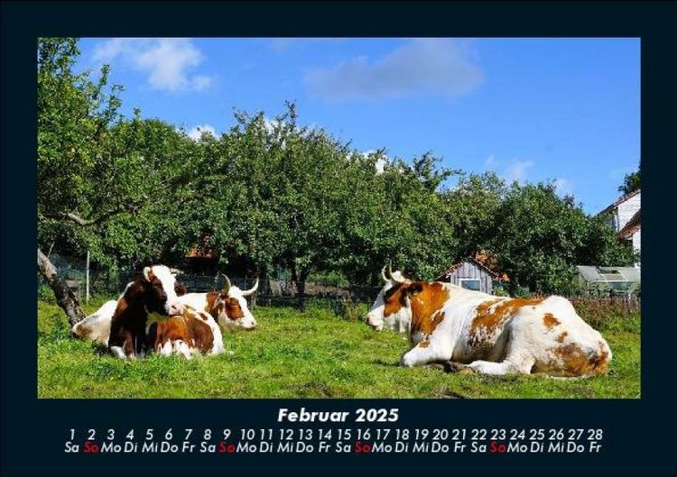 Produktbild: Tiere auf dem Bauernhof 2025 Fotokalender DIN A5