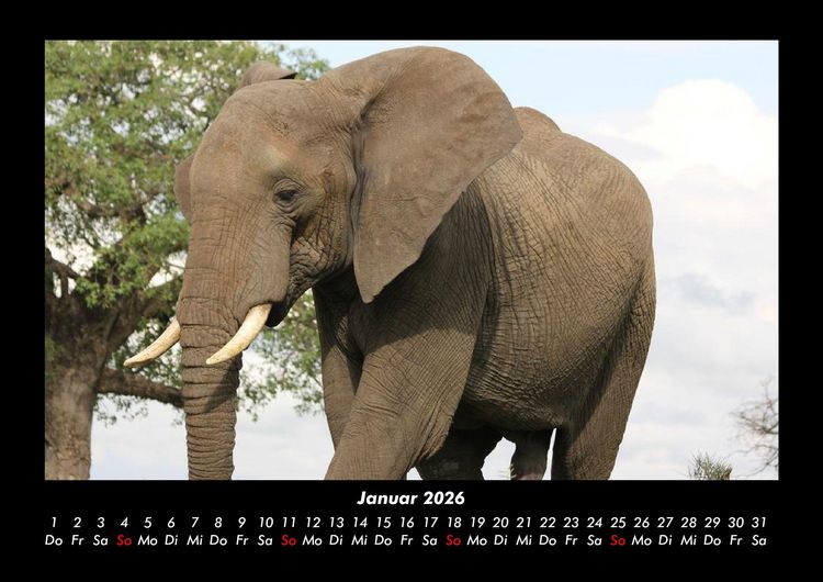 Produktbild: Elefanten - Die sanften Riesen Afrikas 2026 Fotokalender DIN A3