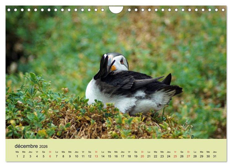 Produktbild: Macareux-moines Des petits oiseaux originaux! (Calendrier mural 2026 DIN A4 vertical), CALVENDO calendrier mensuel