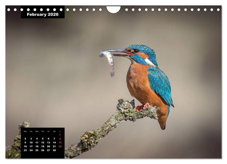 Produktbild: Beautiful birds THE KINGFISHER (Wall Calendar 2026 DIN A4 landscape), CALVENDO 12 Month Wall Calendar