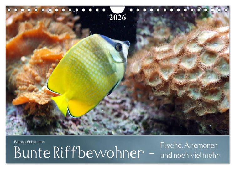 Produktbild: Bunte Riffbewohner - Fische, Anemonen und noch viel mehr (Wandkalender 2026 DIN A4 quer), CALVENDO Monatskalender