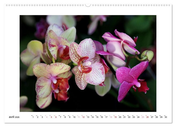 Produktbild: L'orchid&eacute;e Phalaenopsis (Calendrier mural 2026 DIN A2 vertical) calendrier de bureau