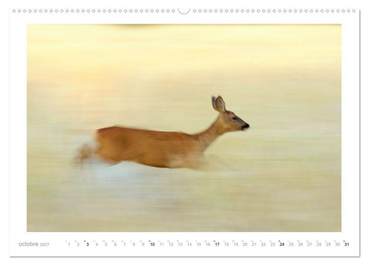 Produktbild: Un an avec des chevreuils (Calendrier mural haut de gamme 2027 DIN A2 vertical), CALVENDO calendrier mensuel