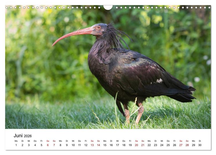 Produktbild: Der Waldrapp - Ein skurriler Vogel (Wandkalender 2026 DIN A3 quer), CALVENDO Monatskalender