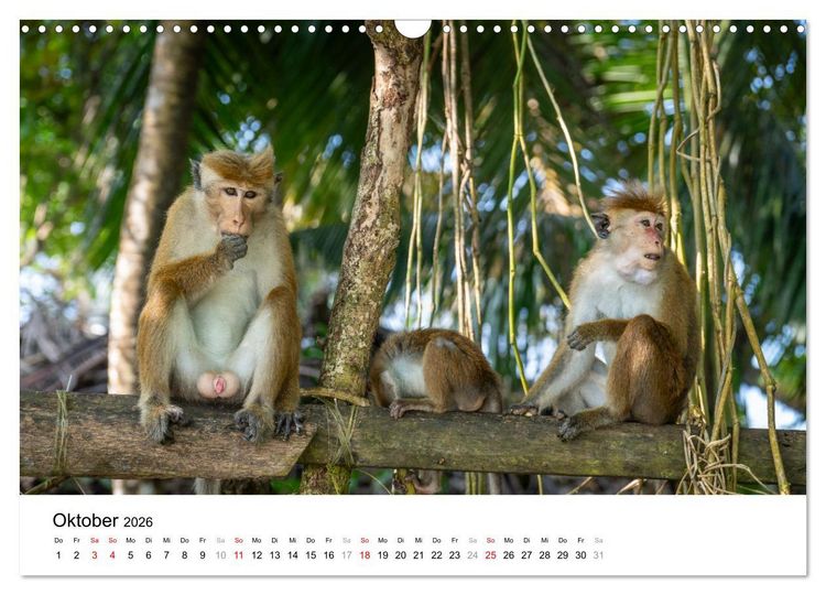Produktbild: Urlaub in Sri Lanka - Reise durch Asien, Kultur und Natur (Wandkalender 2026 DIN A3 quer), CALVENDO Monatskalender