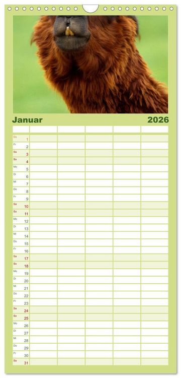 Produktbild: Familienplaner 2026 - Alpakas und Lamas mit 5 Spalten (Wandkalender, 21 x 45 cm) CALVENDO