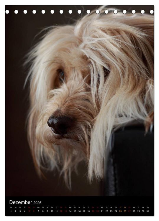Produktbild: Stille Momente - Die sensible Seite der Hunde (Tischkalender 2026 DIN A5 hoch), CALVENDO Monatskalender