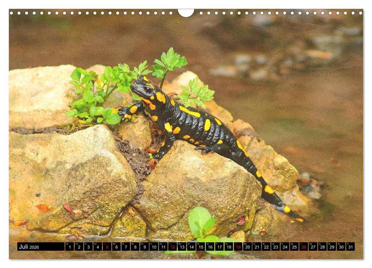 Produktbild: Im Revier der Salamander (Wandkalender 2026 DIN A3 quer), CALVENDO Monatskalender