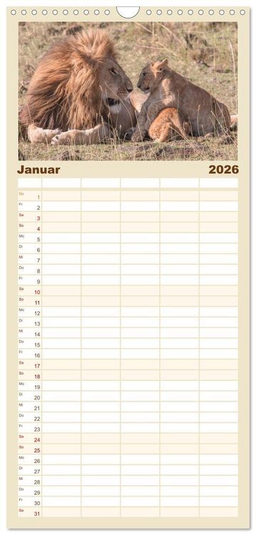 Produktbild: Familienplaner 2026 - L&ouml;wen - Raubkatzen Afrikas mit 5 Spalten (Wandkalender, 21 x 45 cm) CALVENDO