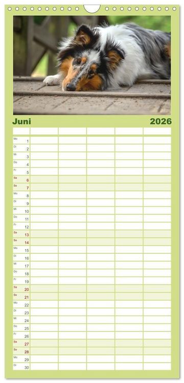 Produktbild: Familienplaner 2026 - Collies - charmante Herzensbrecher mit 5 Spalten (Wandkalender, 21 x 45 cm) CALVENDO
