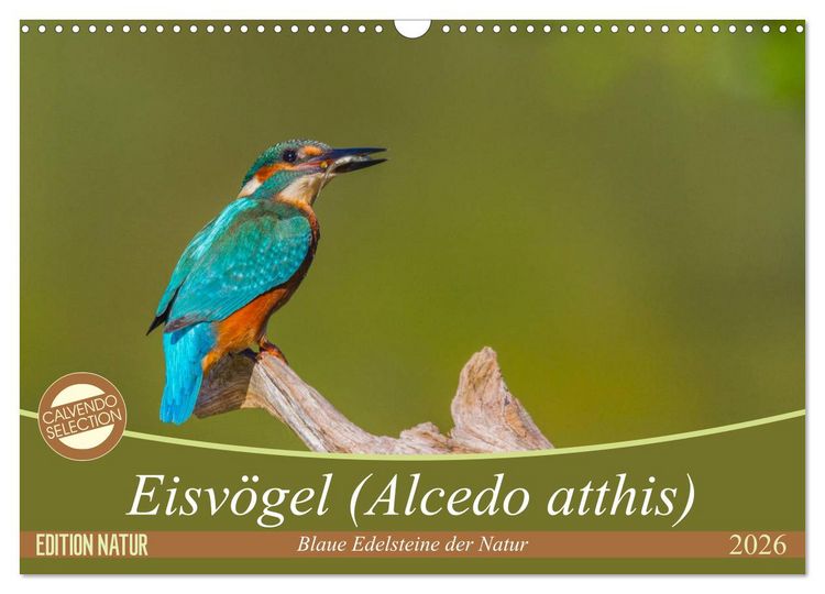 Produktbild: Eisv&ouml;gel (Alcedo atthis) - Edelsteine der Natur (Wandkalender 2026 DIN A3 quer), CALVENDO Monatskalender