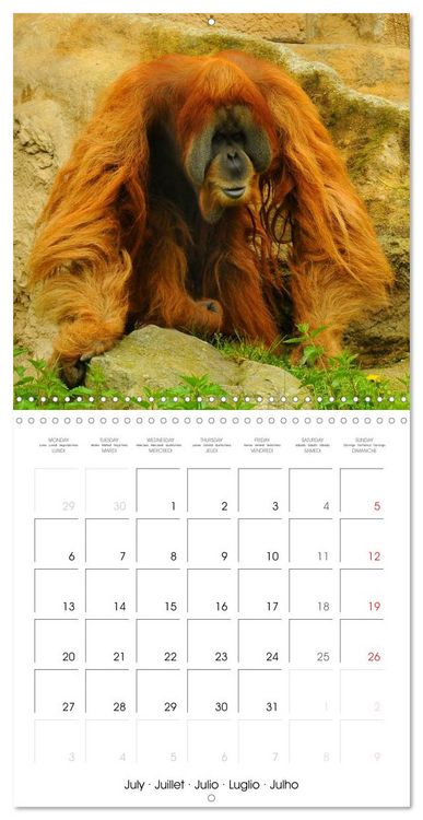 Produktbild: Orangutans Inhabitants of the rainforests (Wall Calendar 2026 12 &times; 12 Inch) CALVENDO 12 Month Wall Calendar